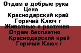 Отдам в добрые руки. › Цена ­ 500 - Краснодарский край, Горячий Ключ г. Животные и растения » Отдам бесплатно   . Краснодарский край,Горячий Ключ г.